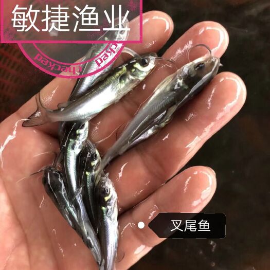 叉尾鮰鱼苗