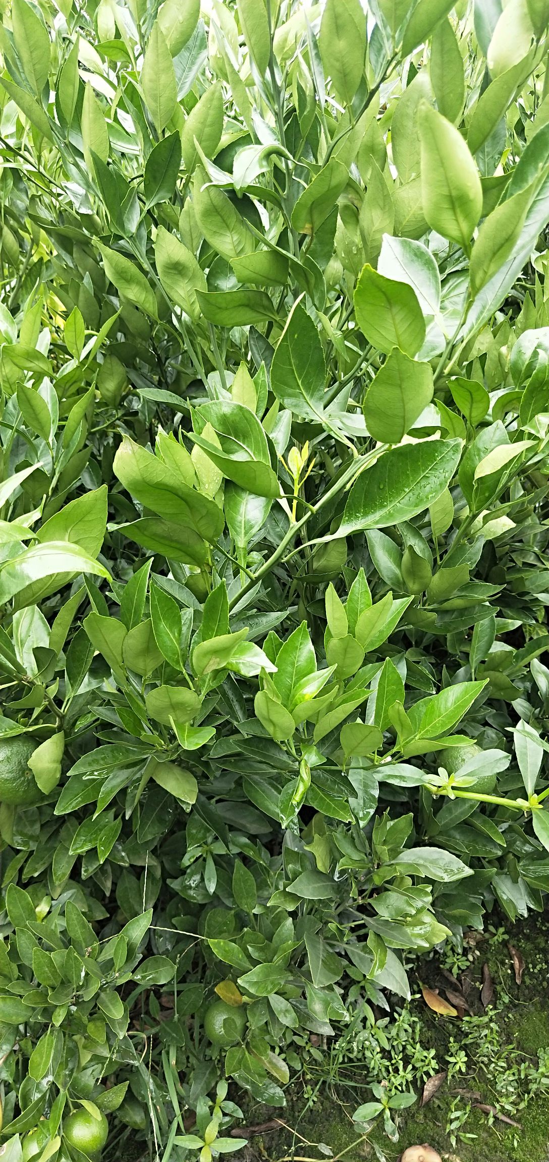 甘平柑橘苗  甘平杯苗地苗