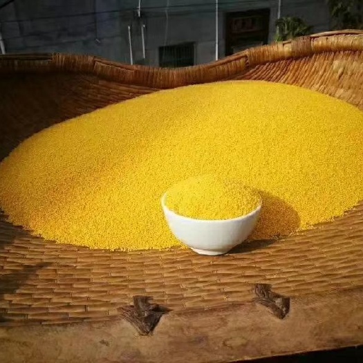 蒙阴县黄金谷 谷子都是我自己家种的，我是地地道道的农民