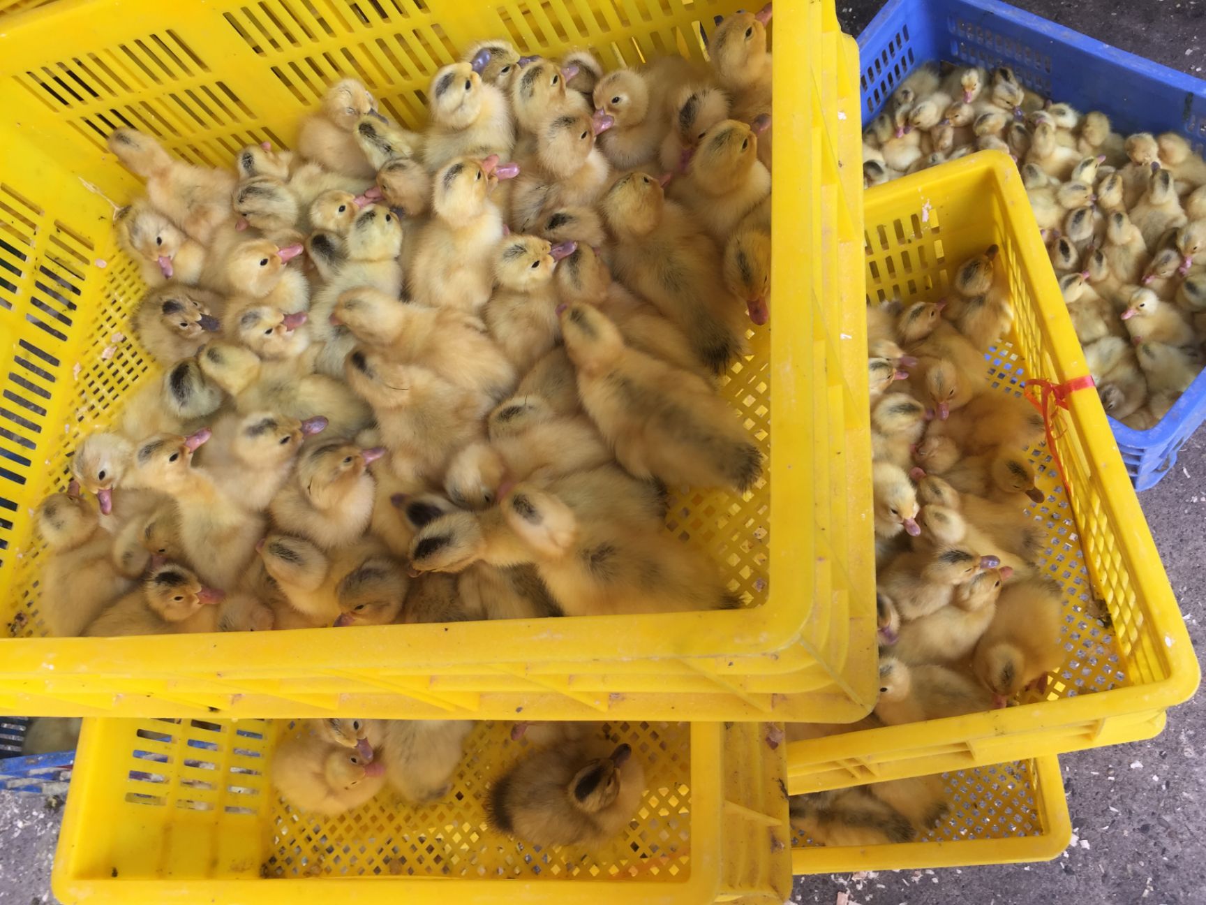  多蛋鸭苗   批发  厂家直销，包打疫苗，包活，品种纯正