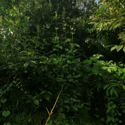 东莞市 云南临沧云县大丙山普洱红茶，生长在海拔3000米高山环境。