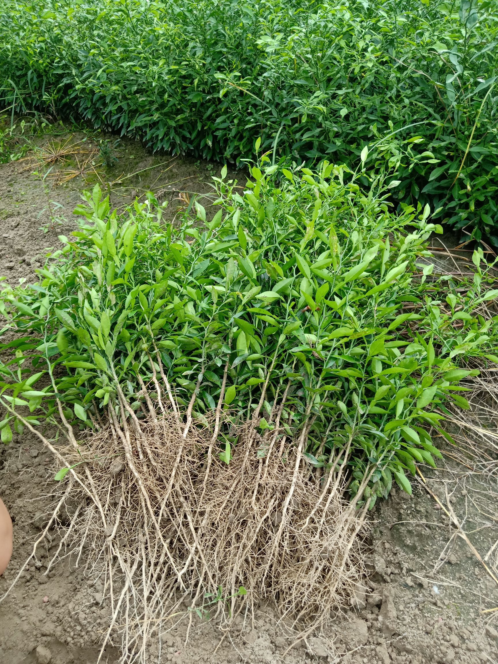 香橙苗无病苗，苗壮，长势快免费提供技术。顾客放心购。