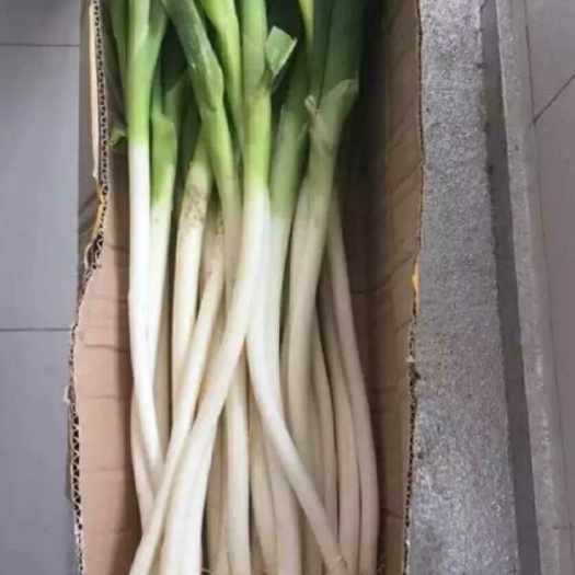 农安县五叶齐大葱 30~50cm 毛葱