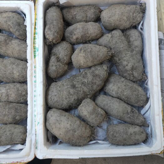 广州紫玉淮山山药 30~40cm