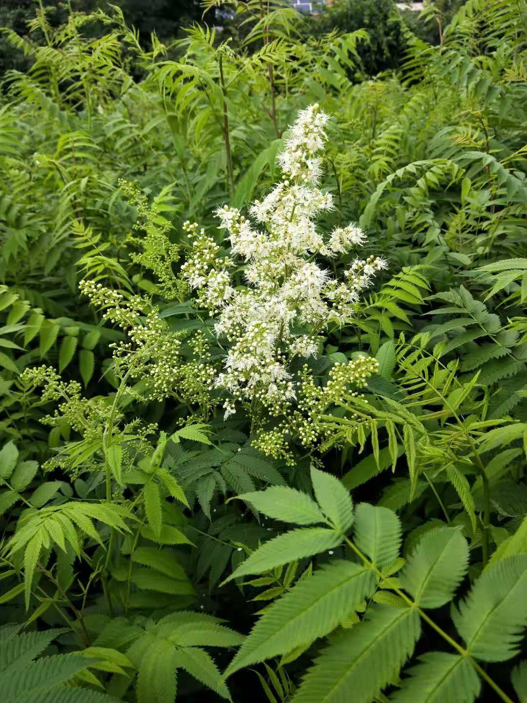  珍珠梅，150㎝高，多枝条，根茎粗壮