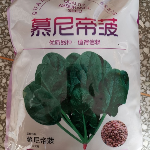 沭阳县慕尼帝菠8斤装高端菠菜种子抗病高产园叶杂交种子