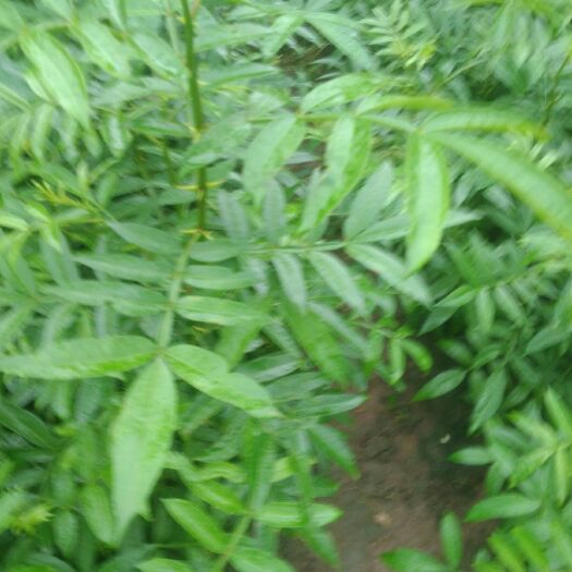简阳市 九叶青花椒苗品种保证