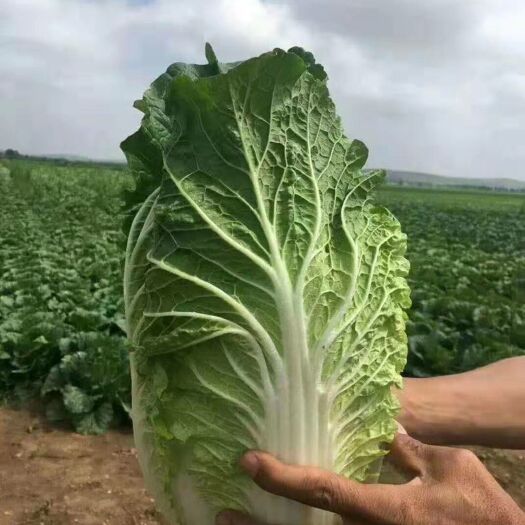 肇州县东北大白菜 东北大秋黄