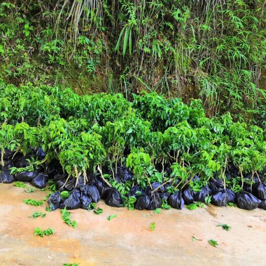 浦北县黑黄皮果苗 桂浦香蜜黄皮果（黑黄皮）地理标治产品