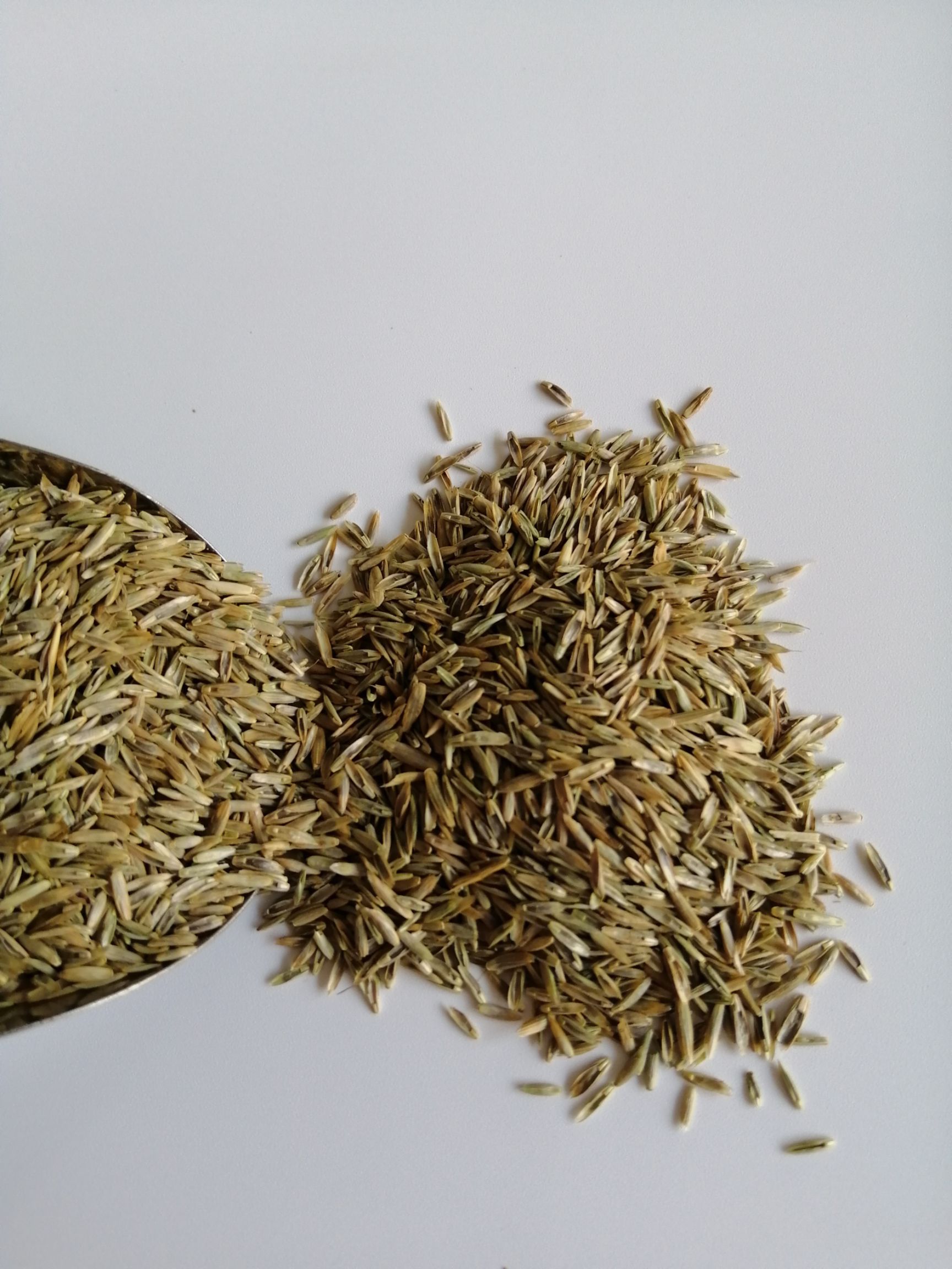 高羊茅种子  高羊茅草籽，草坪籽，，草坪籽，多年生