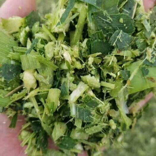 瓦房店市玉米青贮 青贮糖化玉米秸秆粉碎草料