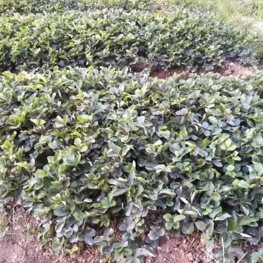 武宁县 草莓苗村，千万棵草莓苗，只要你要的，我们村都有。成活率99