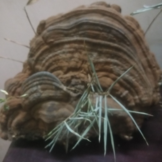 来宾 灵芝