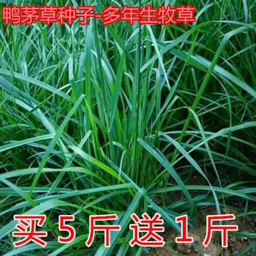 沭阳县牧草种子鸭茅种子精选鸭茅草籽多年生刈割放牧干草青贮家畜牧草