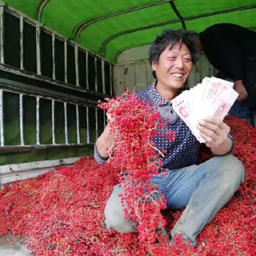 通江县 毛叶山桐子苗|各种规格山桐子苗|挂果大树|支持快递