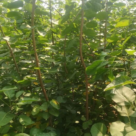 汝州市黄栌苗高1.5米以上大量供应