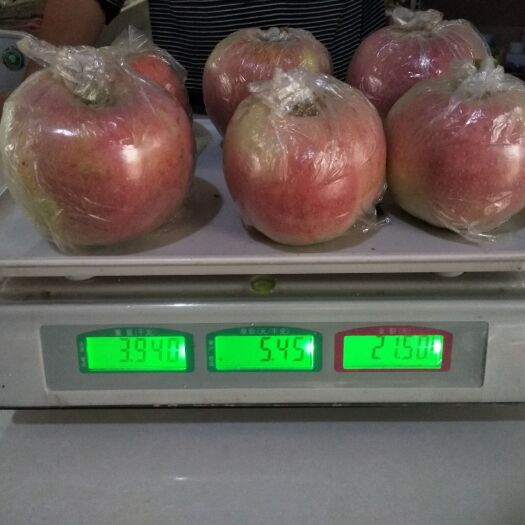 武邑县 批发中秋王苹果