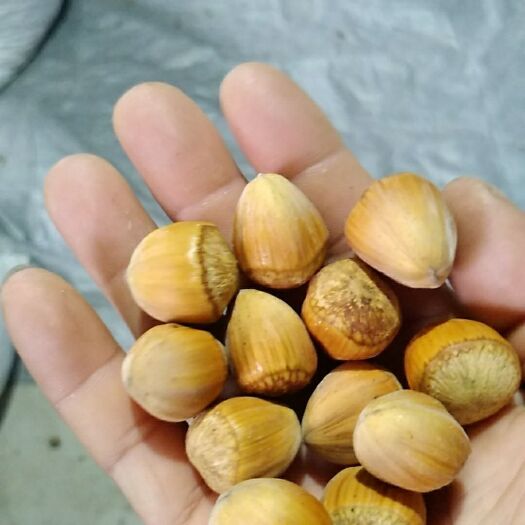 桓仁县大榛子，大量批发，与零售，