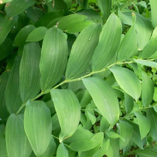 隆回县湘玉竹种芽