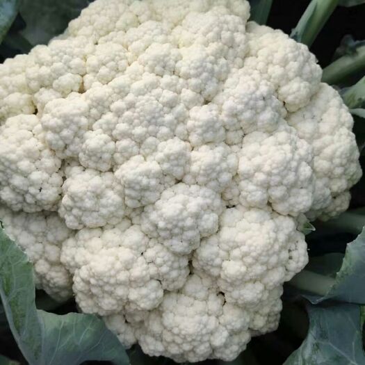 莘县白面青梗紧花 诚信代收各种蔬菜水果。