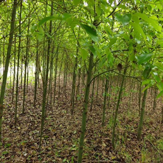 麻阳县小叶樟  4－8cm香樟