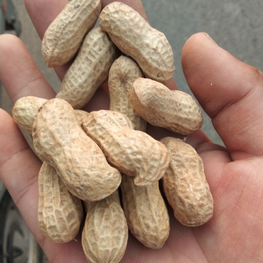 山东菏泽曹县产干花生优质粮油米面批发