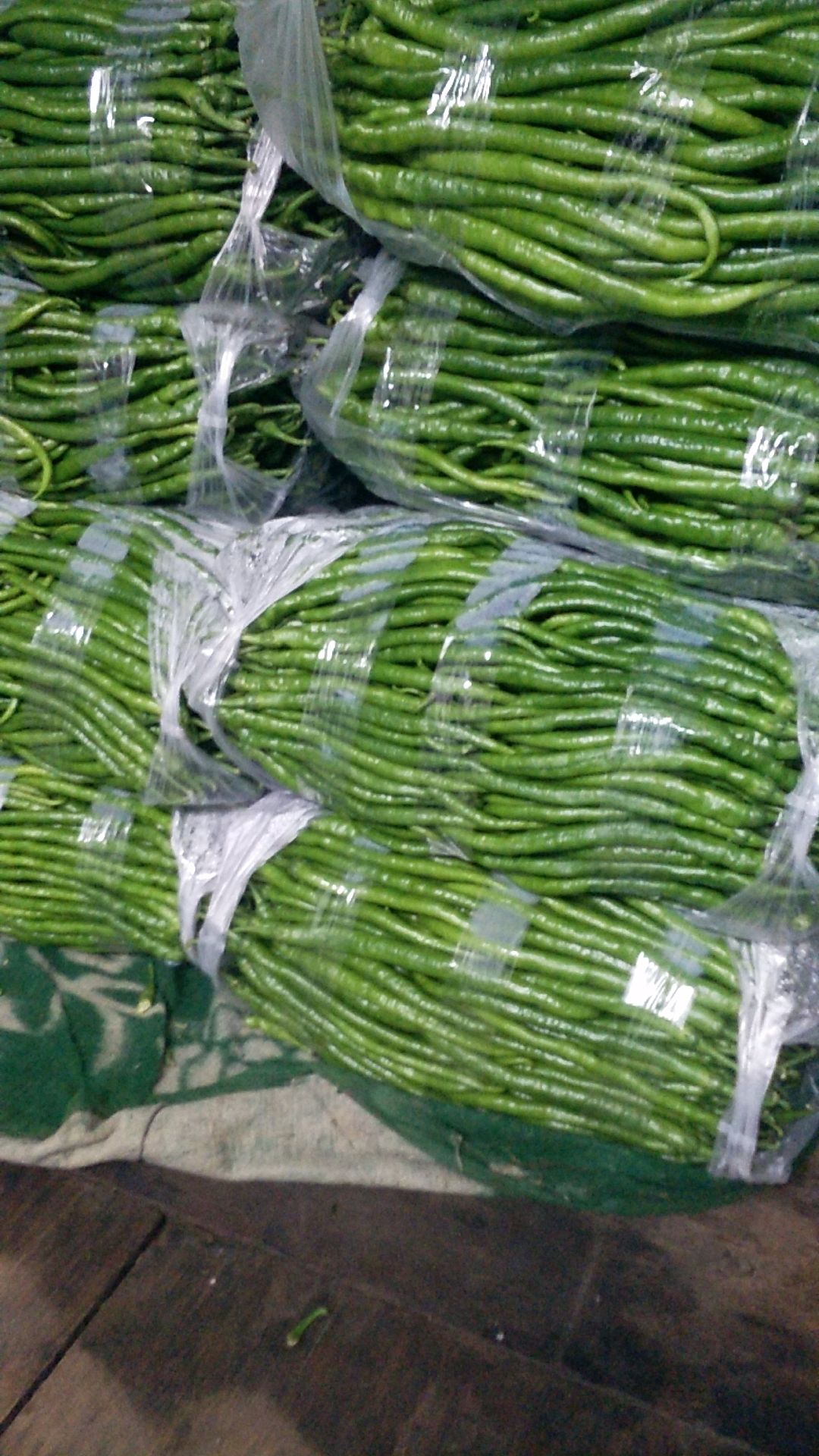 菜椒 20cm以上 中辣 靑色