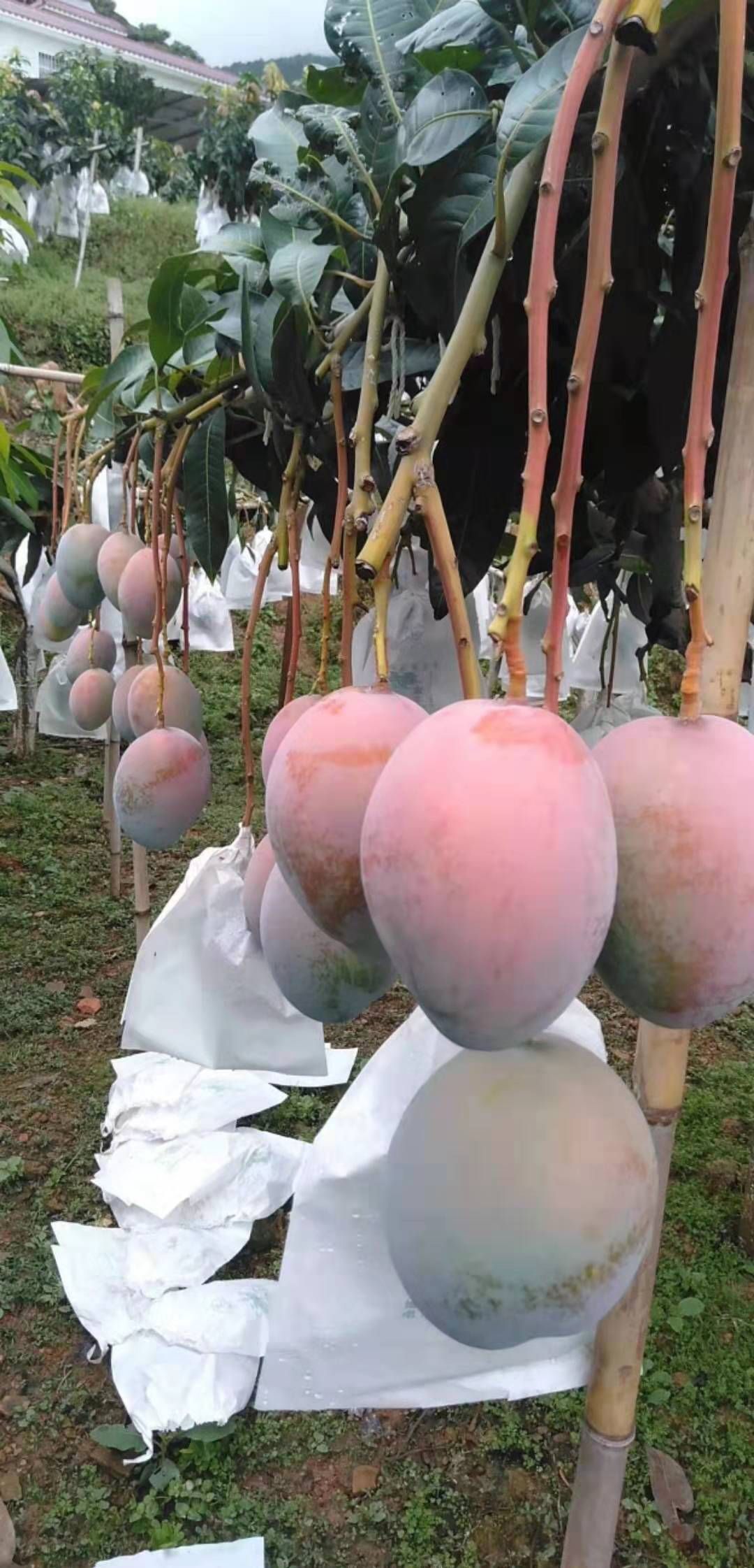 凯特芒 攀枝花果 支持整车出货