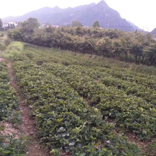 武宁县 千亩草莓苗，供应全国个地区。现场验货，现场下单，现场开挖。