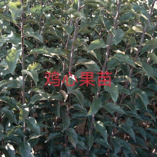 北镇市 鸡心果树苗