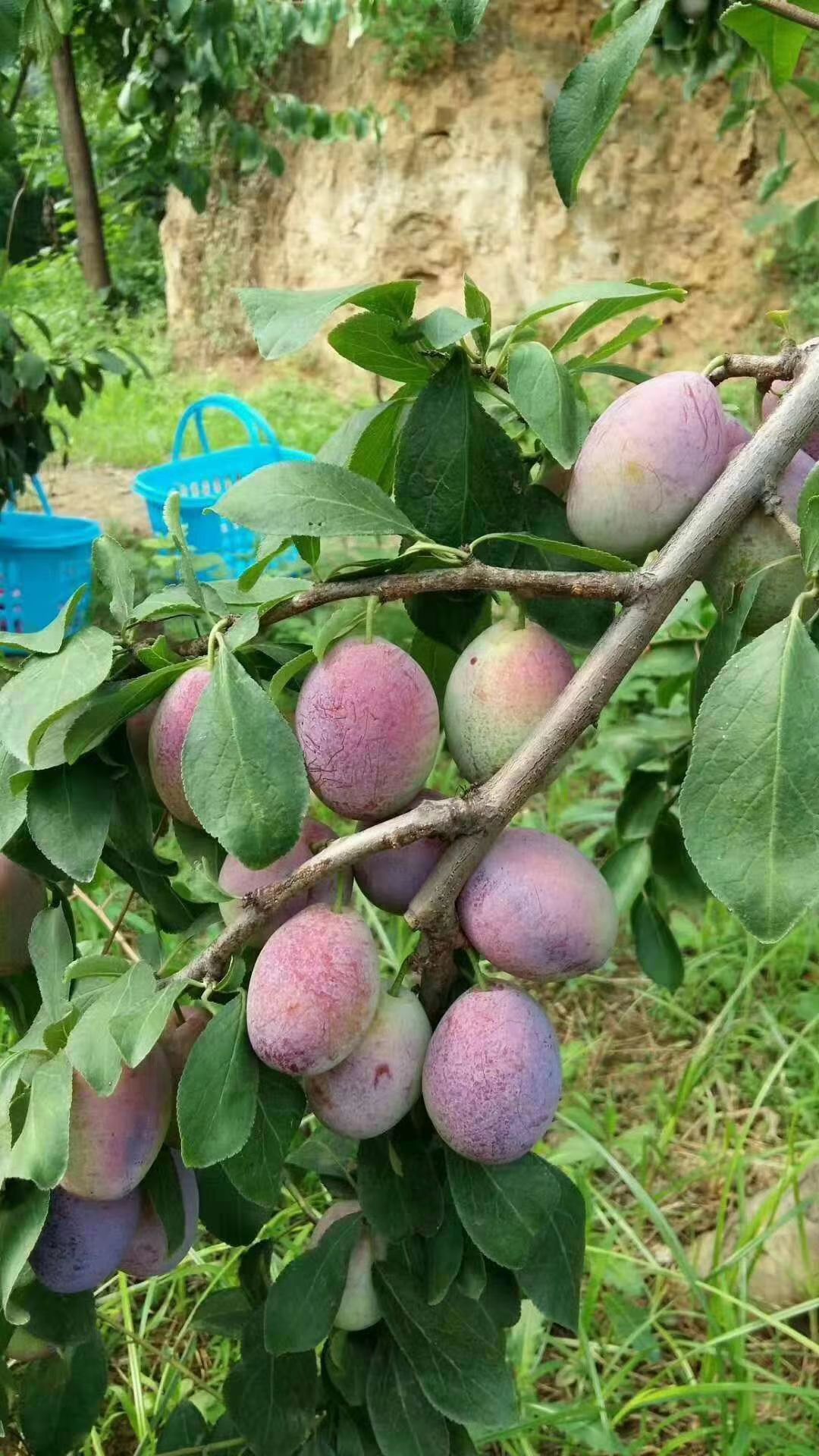 女神李子树苗 李子苗，西梅李子苗，西梅蓝蜜，品种李子苗基地直销