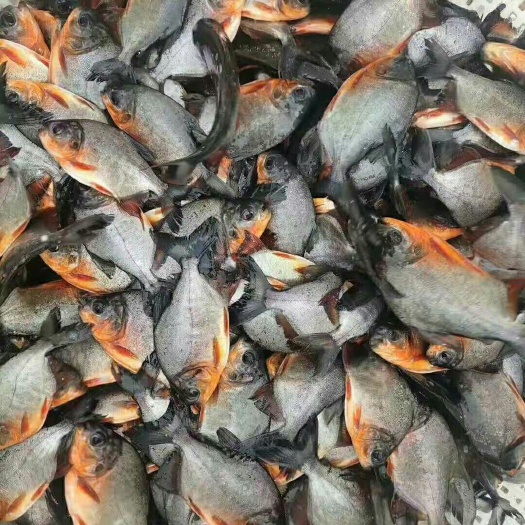 南宁 广西良种鱼苗繁殖中心，品种多样，关系前来订购