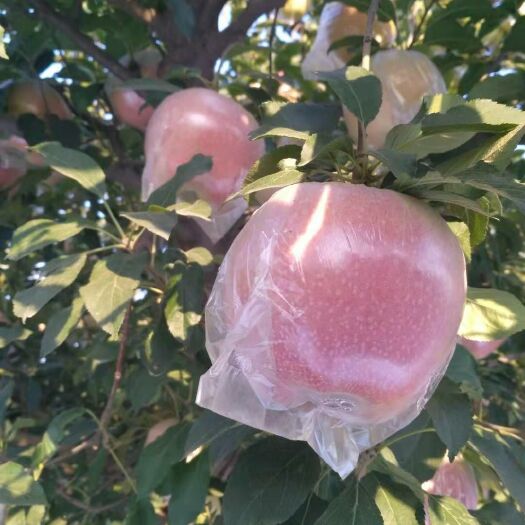 中秋王苹果