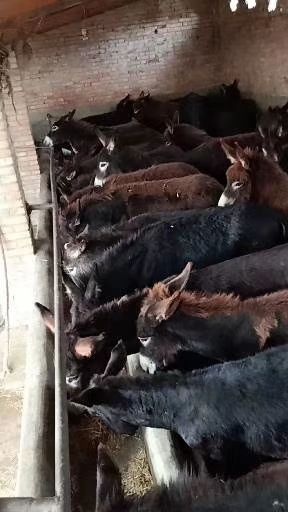 礼县肉驴 货源太多，需要你的选购，赚钱就来我这里。