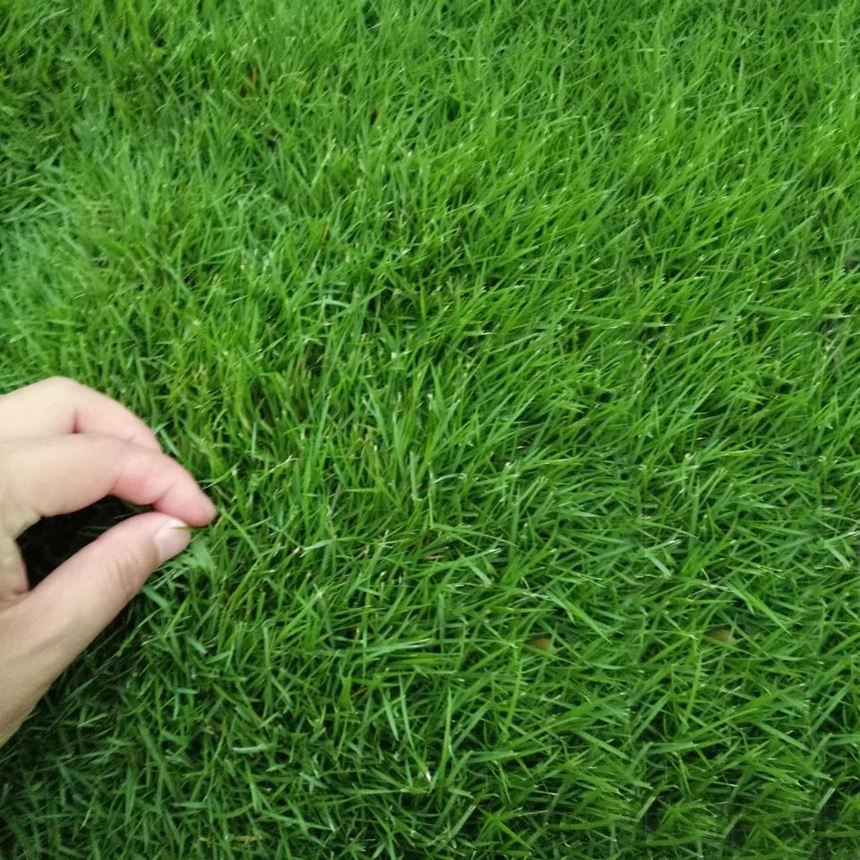 高羊茅种子  高羊茅草籽，草坪籽，，草坪籽，多年生