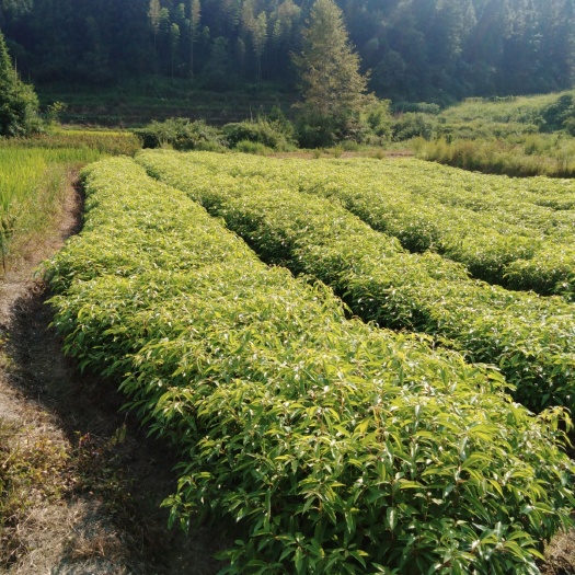 清流县 香樟造林小苗