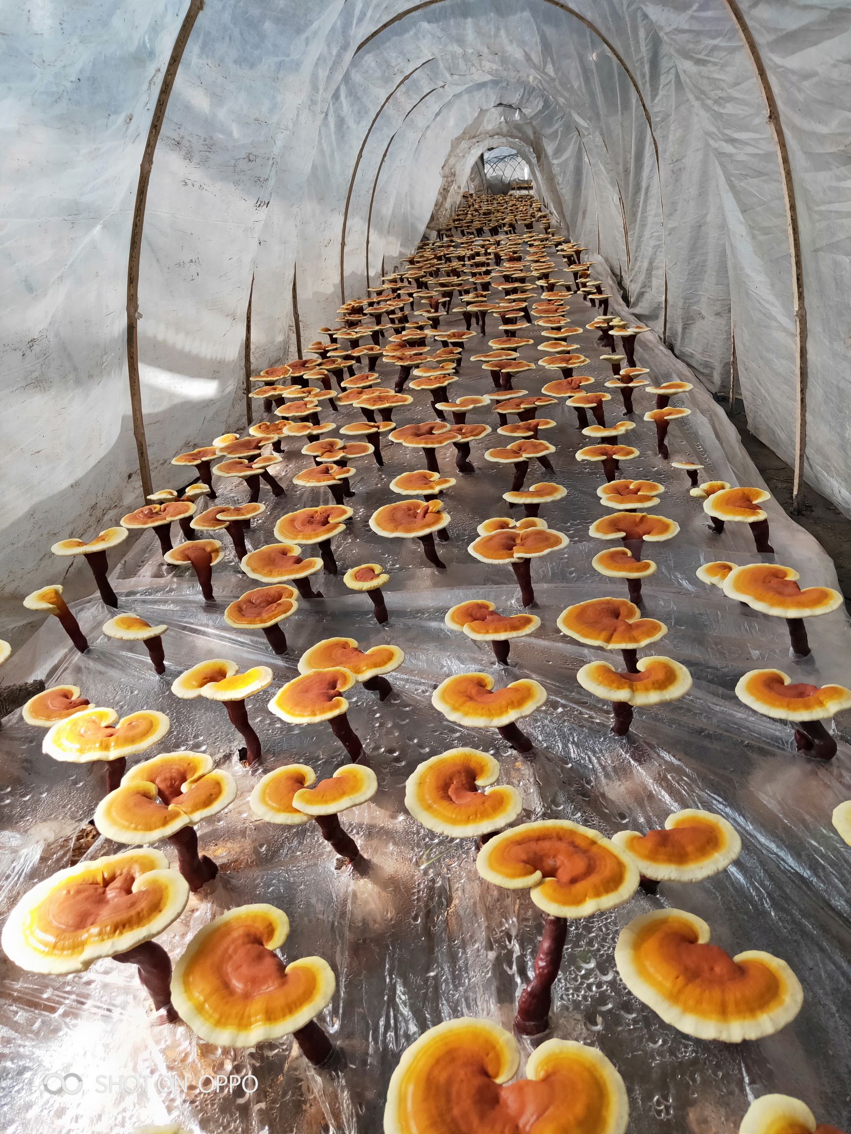 灵芝菌种  灵芝栽培种，也可以直接出菇，保质保量，在线交易
