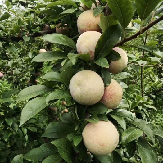 杏李苗  恐龙蛋李子苗 抗旱耐寒嫁接李子苗 南北方均可种植红心李子苗