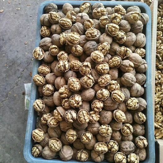 中牟县 新货大量批发新疆薄皮核桃，手捏继开，大量现货