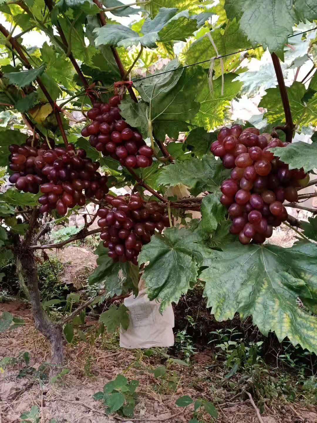 黑提 大山里刚成熟的温克提子