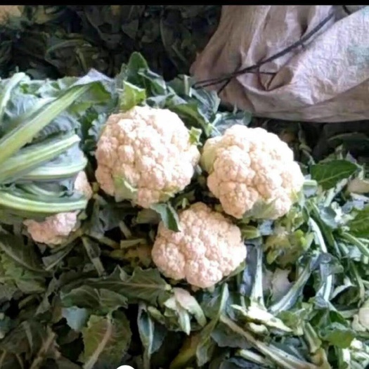 邯郸白花菜花 精品实花菜