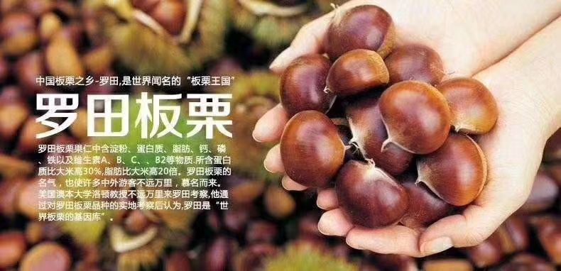 罗田县 正宗罗田板栗量大