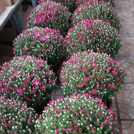 青州市千头菊苗