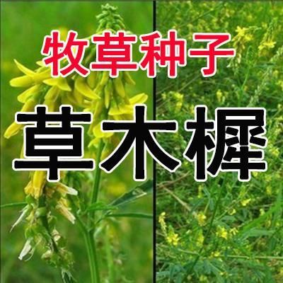 沭阳县草木樨种子 优质牧草种子高纯度 黄花苜蓿种子 草木犀 樨种子