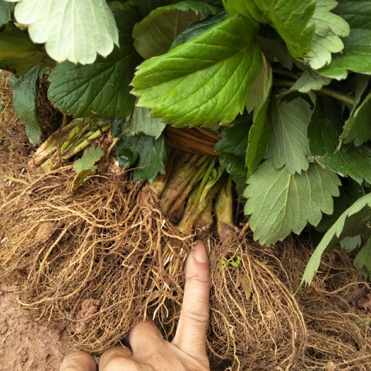 重庆市建德红草莓苗