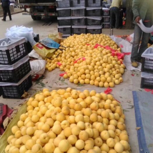 扶风县黄金蜜4号 可批发可零售