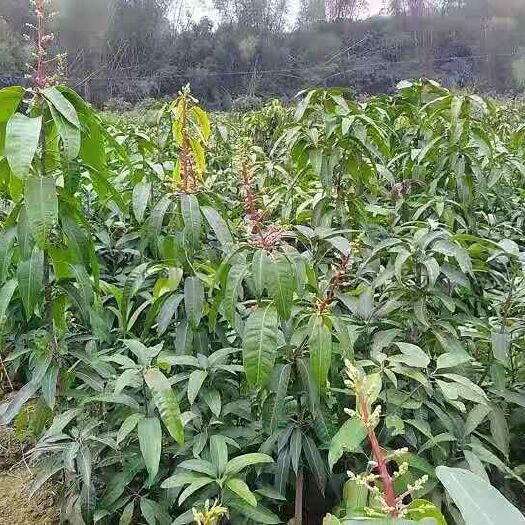 灵山县 金煌芒果苗 果重达4-5斤一个生吃不酸的芒果 男女老少都爱
