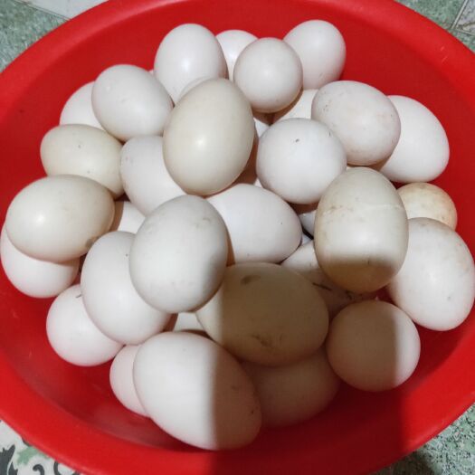 沧县番鸭蛋 没喂饲料营养丰富老少皆宜的非洲雁蛋
