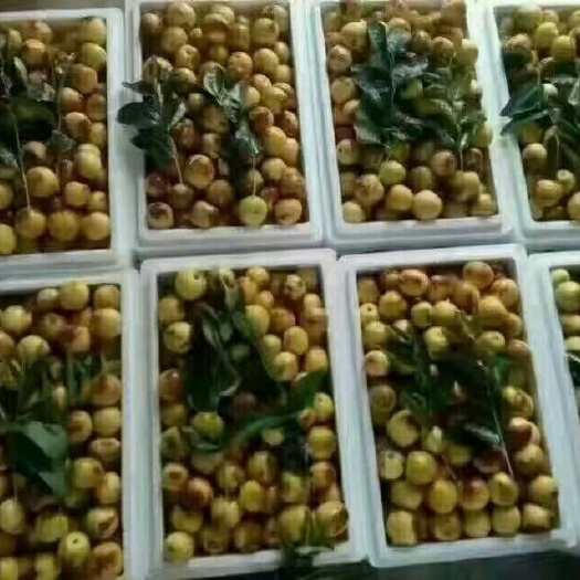 大荔县大荔大鹏冬枣