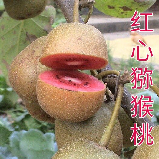 平邑县 新品种红心奇异果猕猴桃苗